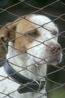 a dog is looking through a chain link fence photo