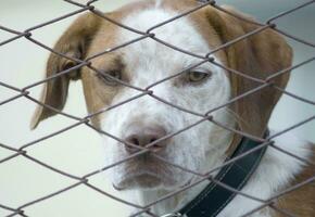 a dog looking through a fence photo