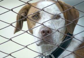 a dog looking through a fence photo