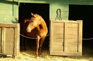 un cerca arriba de un caballos cabeza foto