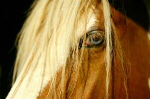 a close up of a horse's head photo