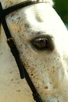 a close up of a horse's head photo