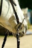 un cerca arriba de un caballos cabeza foto