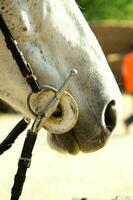 un cerca arriba de un caballos cabeza foto