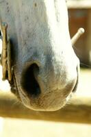 un cerca arriba de un caballos cabeza foto