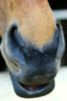 a brown horse with white markings photo