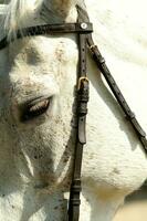 a close up of a horse's head photo