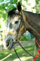 un cerca arriba de un caballos cabeza foto