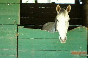 a close up of a horse's head photo