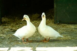 dos blanco patos en pie en un granero foto