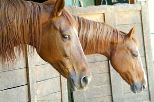 un cerca arriba de un caballos cabeza foto