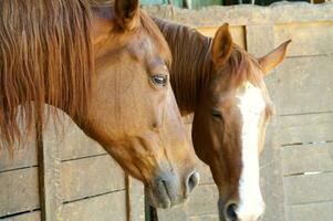 a close up of a horse's head photo