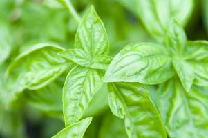 albahaca hojas en un jardín foto