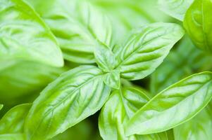 albahaca hojas en un jardín foto