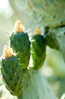 un cerca arriba de un cactus con muchos verde hojas foto