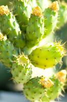 un cerca arriba de un cactus con muchos verde hojas foto