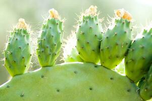 un cerca arriba de un cactus con muchos verde hojas foto