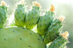 un cerca arriba de un cactus con muchos verde hojas foto