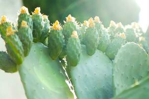 a close up of a cactus with many green leaves photo