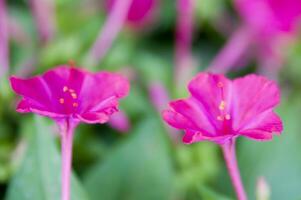 two bright pink flowers are in the middle of a green plant photo