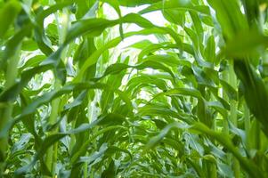 a close up of a green leaf with a sun shining through it photo