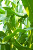 a close up of a green leaf with a sun shining through it photo