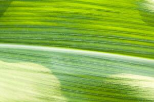 a close up of a green leaf with a sun shining through it photo