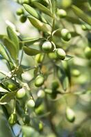 a bunch of green olives on a branch photo
