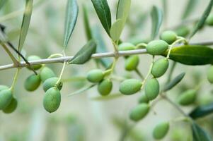 a bunch of green olives on a branch photo