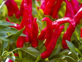 red chili peppers growing in a garden photo