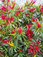 red chili peppers growing in a garden photo