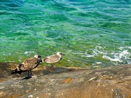 a rocky shore with waves crashing against the rocks photo