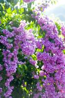 a close up of a bunch of pink flowers photo