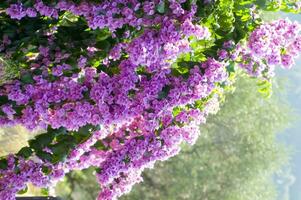 un cerca arriba de un manojo de rosado flores foto