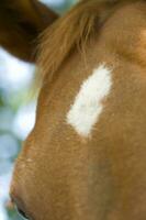 a close up of a horse's face photo