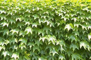 a wall covered in green leaves photo