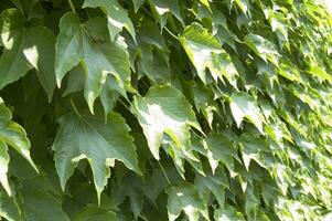 a wall covered in green leaves photo