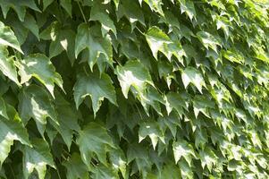 a wall covered in green leaves photo