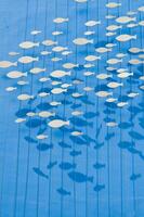un grande grupo de pescado en un azul antecedentes foto