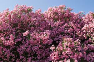 a large bush of pink flowers with a blue sky in the background photo