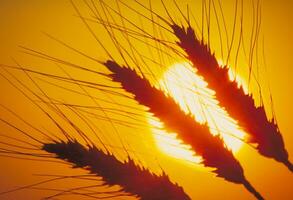 wheat ears against the setting sun photo