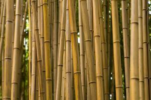 un cerca arriba de un bambú árbol con hojas foto