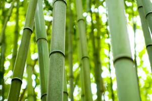 un cerca arriba de un bambú árbol con hojas foto