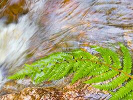 a leaf on a rock in a stream photo