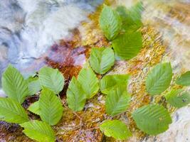 a leaf on a rock in a stream photo