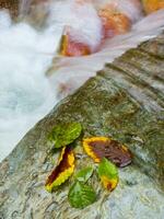 a leaf on a rock in a stream photo