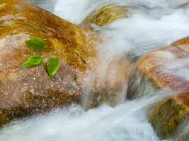 a leaf on a rock in a stream photo