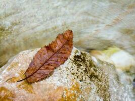 a leaf on a rock in a stream photo