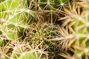 un cerca arriba de un cactus planta con Picos foto