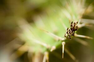 a close up of a cactus plant with spikes photo